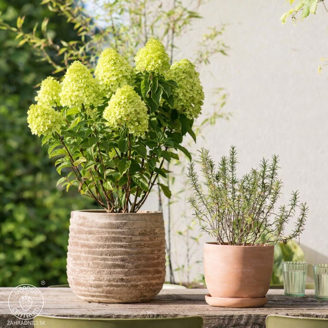 Obrázok Hortenzia metlinatá (Hydrangea paniculata) ´MAGICAL LIME SPARKLE´® - výška 40-50 cm, kont. C2L